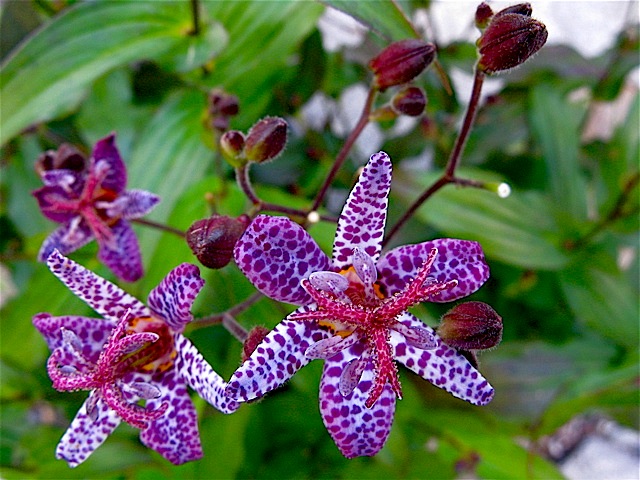 11 Of the Best Fall Blooming Flowers for Your Yard| Fall Blooming Flowers, Fall Blooming Perennials, Fall Blooming Bulbs, Fall Blooming Plants, Flower Gardening, Flower Gardening for Beginners, Fall Garden, Fall Gardening, Garden Ideas, Flower Garden Ideas #FallBloomingFlowers #FallBloomingPerennials #FallBloomingBulbs