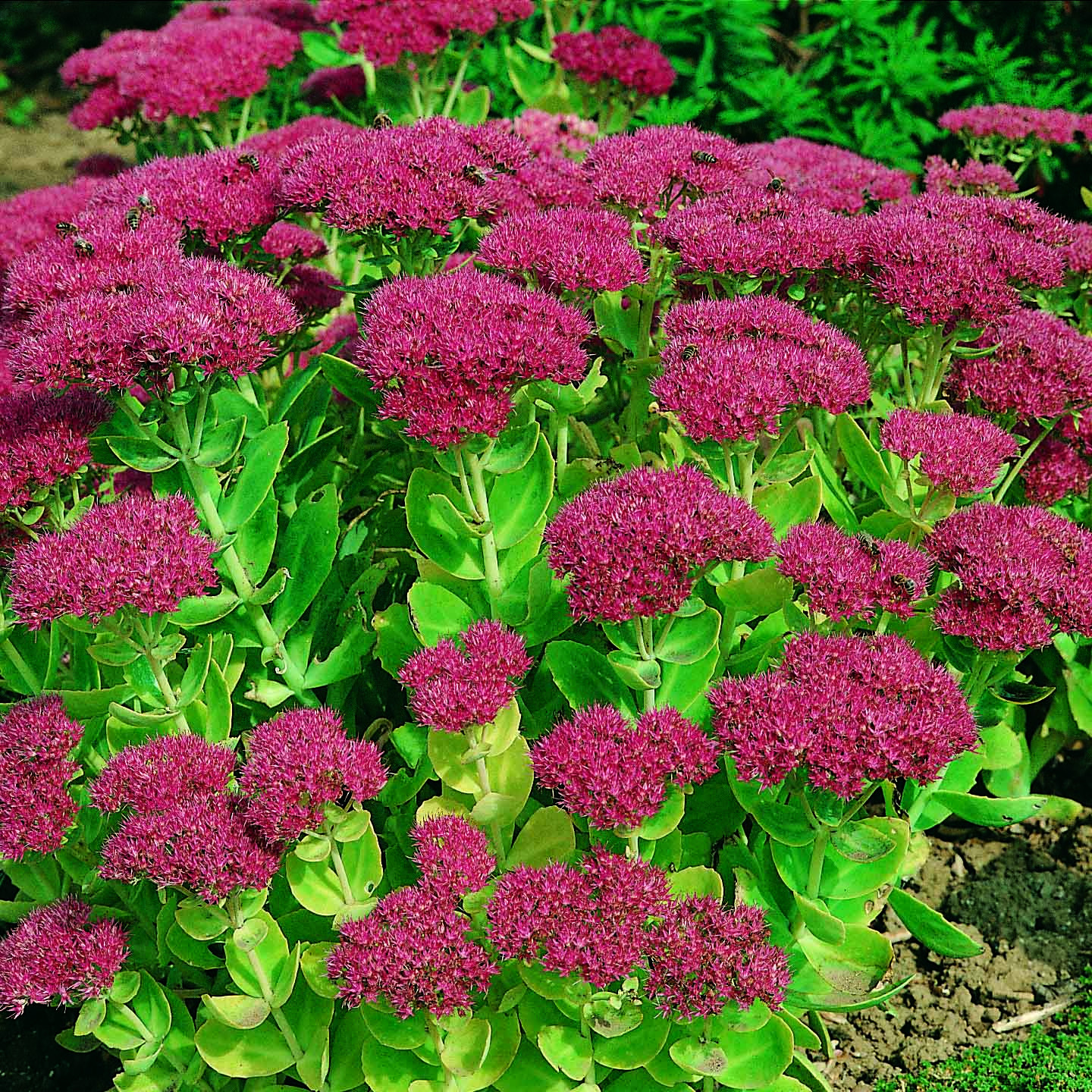 Очиток Видный (Sedum spectabile)