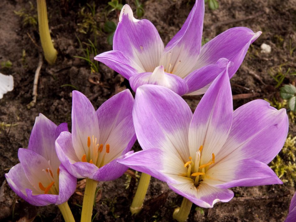 11 Of the Best Fall Blooming Flowers for Your Yard| Fall Blooming Flowers, Fall Blooming Perennials, Fall Blooming Bulbs, Fall Blooming Plants, Flower Gardening, Flower Gardening for Beginners, Fall Garden, Fall Gardening, Garden Ideas, Flower Garden Ideas #FallBloomingFlowers #FallBloomingPerennials #FallBloomingBulbs