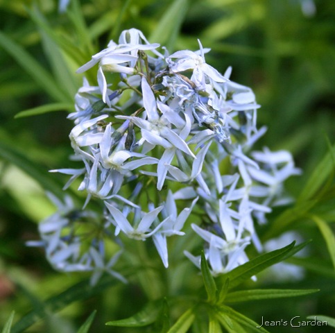 11 Of the Best Fall Blooming Flowers for Your Yard| Fall Blooming Flowers, Fall Blooming Perennials, Fall Blooming Bulbs, Fall Blooming Plants, Flower Gardening, Flower Gardening for Beginners, Fall Garden, Fall Gardening, Garden Ideas, Flower Garden Ideas #FallBloomingFlowers #FallBloomingPerennials #FallBloomingBulbs