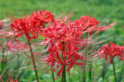 11 Of the Best Fall Blooming Flowers for Your Yard| Fall Blooming Flowers, Fall Blooming Perennials, Fall Blooming Bulbs, Fall Blooming Plants, Flower Gardening, Flower Gardening for Beginners, Fall Garden, Fall Gardening, Garden Ideas, Flower Garden Ideas #FallBloomingFlowers #FallBloomingPerennials #FallBloomingBulbs