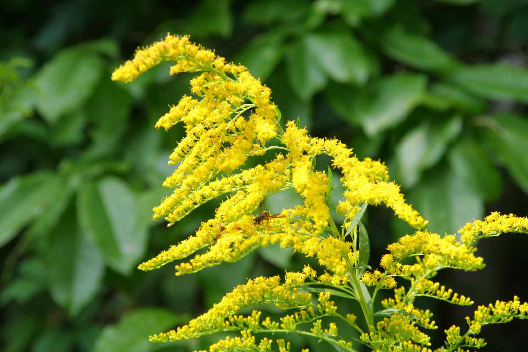 11 Of the Best Fall Blooming Flowers for Your Yard| Fall Blooming Flowers, Fall Blooming Perennials, Fall Blooming Bulbs, Fall Blooming Plants, Flower Gardening, Flower Gardening for Beginners, Fall Garden, Fall Gardening, Garden Ideas, Flower Garden Ideas #FallBloomingFlowers #FallBloomingPerennials #FallBloomingBulbs