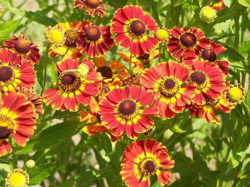 The Best FallBlooming Flowers for Your Yard Bless My Weeds