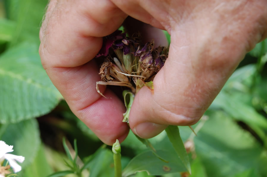 One of the most frustrating things that can happen to a gardener is to put a ton of hard work into a great looking garden…only to have all your plants die or barely bloom at all! Don’t let that disappointment get to you this year; here are some great tips and tricks to keep plants blooming for as long as they can!