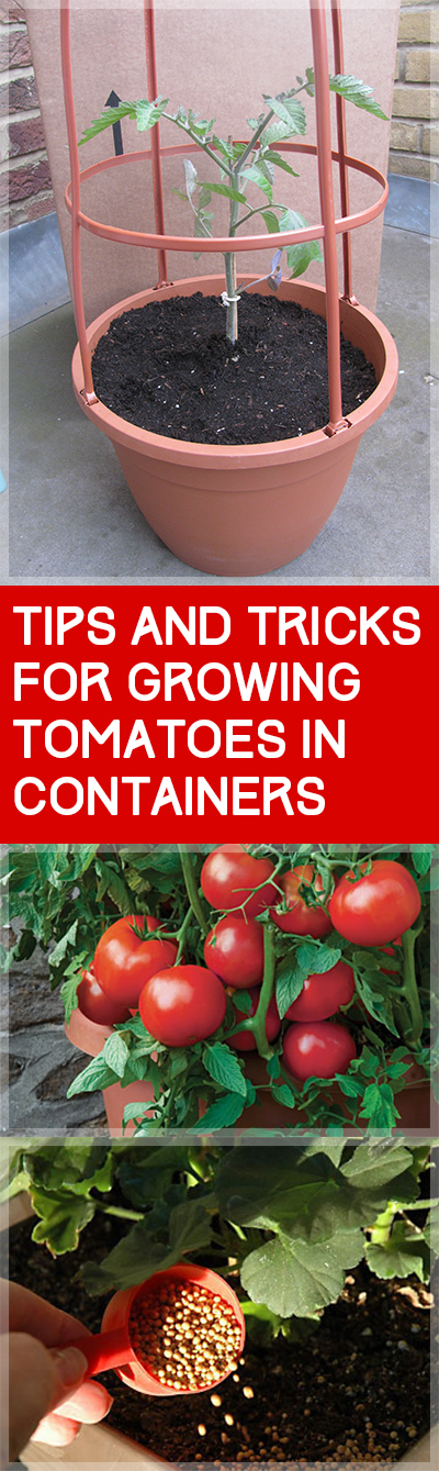 How to Grow Tomatoes in Containers