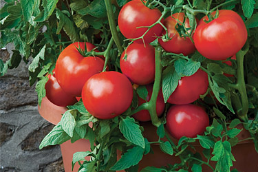 Tips and Tricks for Growing Tomatoes in Containers| Garden Ideas: Growing Tomatoes In Pots, Growing Tomatoes from Seed, Vegetable Gardening, Gardening for Beginners Vegetable, Vegetable Garden Ideas, Container Gardening, Container Gardening Vegetables