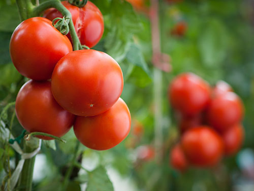 Tips and Tricks for Growing Tomatoes in Containers| Garden Ideas: Growing Tomatoes In Pots, Growing Tomatoes from Seed, Vegetable Gardening, Gardening for Beginners Vegetable, Vegetable Garden Ideas, Container Gardening, Container Gardening Vegetables