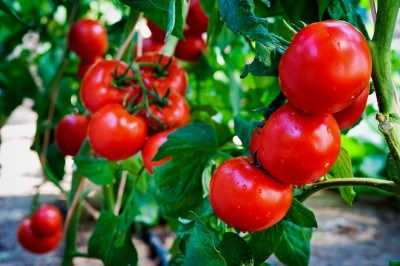 Tips and Tricks for Growing Tomatoes in Containers| Garden Ideas: Growing Tomatoes In Pots, Growing Tomatoes from Seed, Vegetable Gardening, Gardening for Beginners Vegetable, Vegetable Garden Ideas, Container Gardening, Container Gardening Vegetables