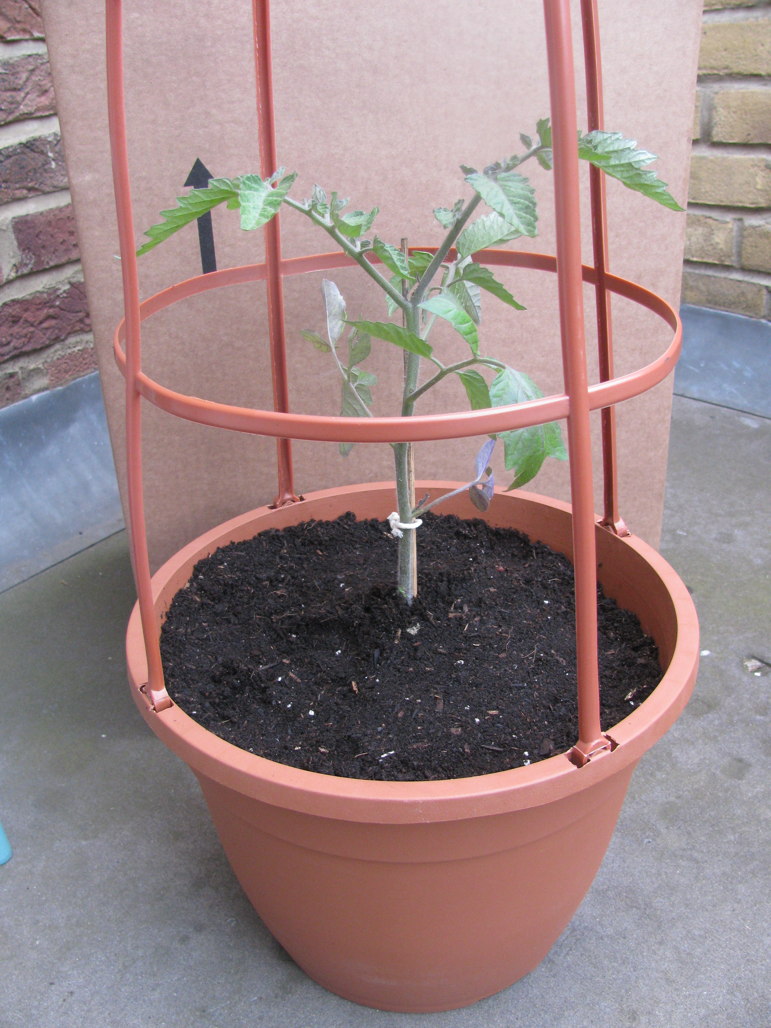 How to Grow Tomatoes in Containers ~ Bless My Weeds