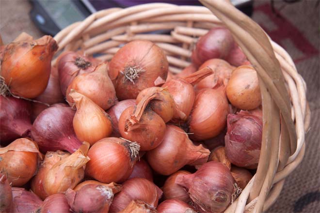 Best Cold-Hearty Crops for Winter| Winter Garden, Winter Gardening, Winter Gardening Vegetables, Winter Gardening Tips, Winter Gardening Indoor, Gardening Ideas, Vegetable Gardening for Beginners, Gardening Ideas #WinterGardening #WinterGardeningVegetables #GardeningIdeas #GardeningforBeginners