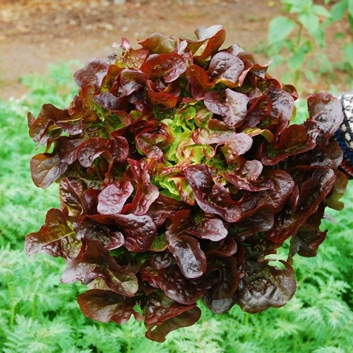 Best Cold-Hearty Crops for Winter| Winter Garden, Winter Gardening, Winter Gardening Vegetables, Winter Gardening Tips, Winter Gardening Indoor, Gardening Ideas, Vegetable Gardening for Beginners, Gardening Ideas #WinterGardening #WinterGardeningVegetables #GardeningIdeas #GardeningforBeginners