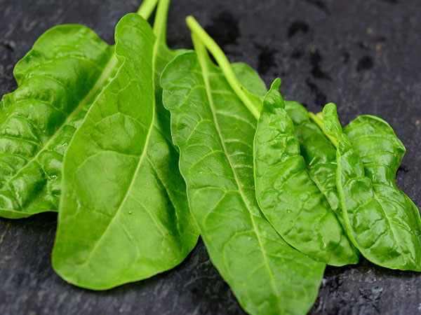 Winter crops, winter veggies, cold weather veggies, popular pin, gardening, vegetable garden, garden hacks, must-know gardening tips.