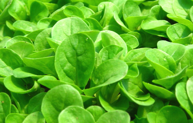 Best Cold-Hearty Crops for Winter| Winter Garden, Winter Gardening, Winter Gardening Vegetables, Winter Gardening Tips, Winter Gardening Indoor, Gardening Ideas, Vegetable Gardening for Beginners, Gardening Ideas #WinterGardening #WinterGardeningVegetables #GardeningIdeas #GardeningforBeginners