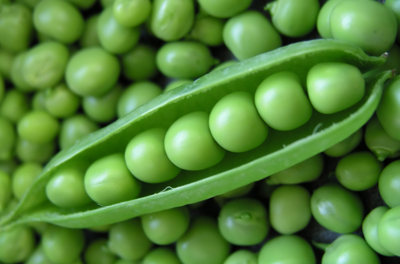 Best Cold-Hearty Crops for Winter| Winter Garden, Winter Gardening, Winter Gardening Vegetables, Winter Gardening Tips, Winter Gardening Indoor, Gardening Ideas, Vegetable Gardening for Beginners, Gardening Ideas #WinterGardening #WinterGardeningVegetables #GardeningIdeas #GardeningforBeginners