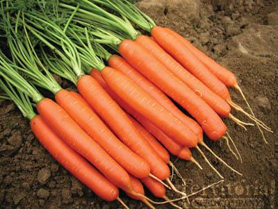 Winter crops, winter veggies, cold weather veggies, popular pin, gardening, vegetable garden, garden hacks, must-know gardening tips.
