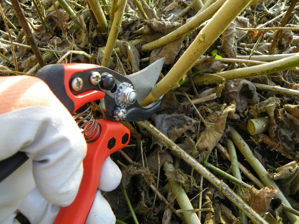 10 Winter Gardening Tips You Should Know| Winter Gardening, Winter Gardening Tips, Winter Gardening Vegetables, Winter Gardening Tips, Winter Gardening Outdoor, Winter Gardening Indoors, Garden Ideas, Gardening Ideas, Gardening Tips, Gardening for Beginners #WinterGardeningVegetables #WinterGardeningTips 