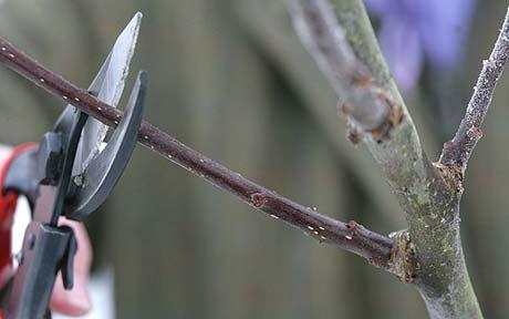 10 Winter Gardening Tips You Should Know| Winter Gardening, Winter Gardening Tips, Winter Gardening Vegetables, Winter Gardening Tips, Winter Gardening Outdoor, Winter Gardening Indoors, Garden Ideas, Gardening Ideas, Gardening Tips, Gardening for Beginners #WinterGardeningVegetables #WinterGardeningTips 