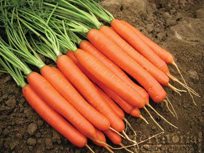 Best Cold-Hearty Crops for Winter| Winter Garden, Winter Gardening, Winter Gardening Vegetables, Winter Gardening Tips, Winter Gardening Indoor, Gardening Ideas, Vegetable Gardening for Beginners, Gardening Ideas #WinterGardening #WinterGardeningVegetables #GardeningIdeas #GardeningforBeginners