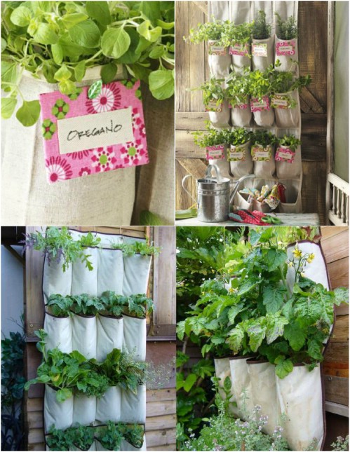 growing herbs in shoe organizer