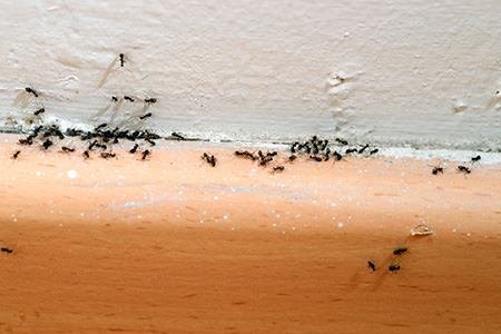 How to Kill Ants Naturally With Only One Ingredient. Kill Ants, How to Kill Ants, Natural Pest Control, Pest Control Hacks, Natural Gardening. #pestcontrol #naturalpestcontrol #gardening #naturalgardening #garden #diygarden