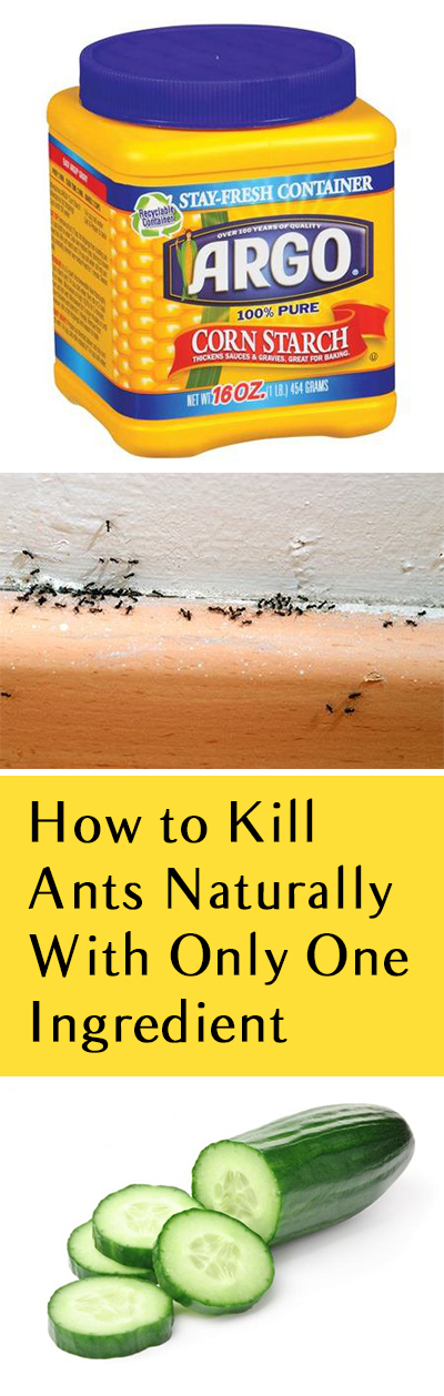 How To Kill Ants Naturally With Only One Ingredient Bless My Weeds   How To Kill Ants Naturally With Only One Ingredient 