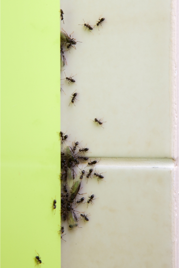 Kill Ants Naturally