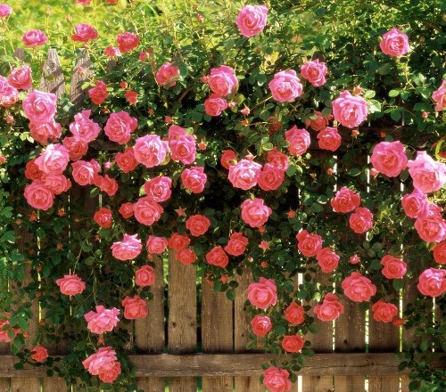 Roses, rose garden, growing roses, how to grow roses, gardening, gardening tips, popular pin, Climbing Roses