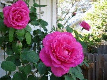 Roses, rose garden, growing roses, how to grow roses, gardening, gardening tips, popular pin, Climbing Roses