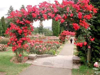 Roses, rose garden, growing roses, how to grow roses, gardening, gardening tips, popular pin, Climbing Roses