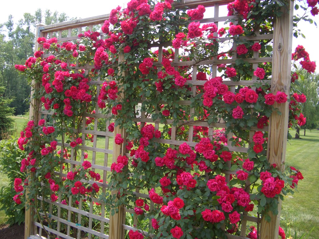 Climbing Roses Flowers Landscape