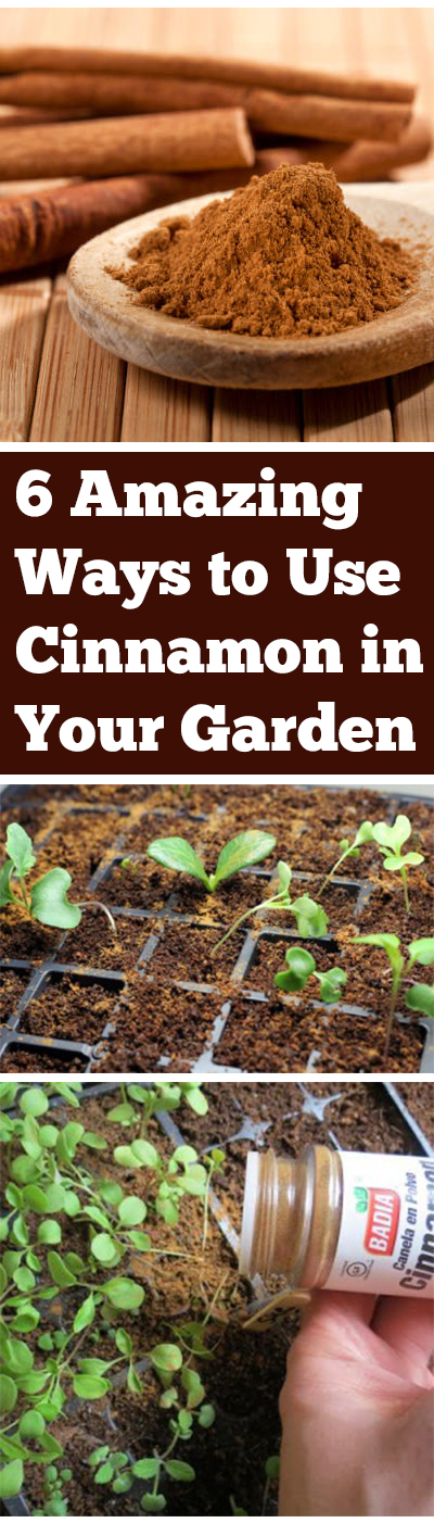 Garden, garden with cinnamon, cinnamon, gardening, gardening hacks, popular pin, gardens.