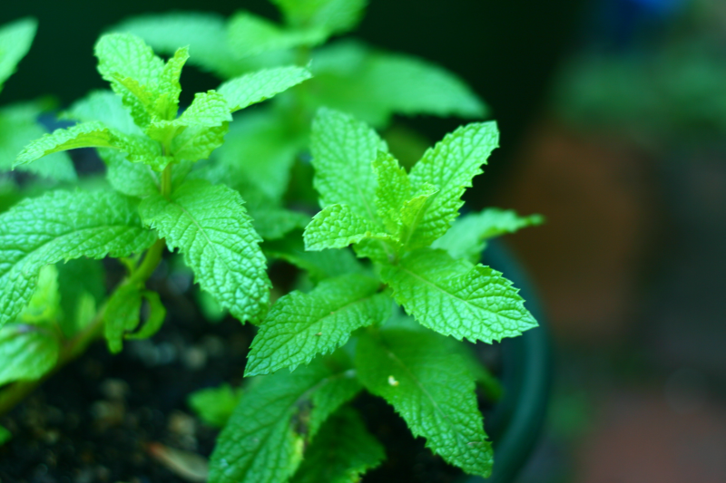 10 Pest Proof Plants Bless My Weeds