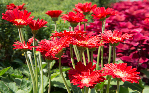 12 Beautiful Flower Beds That Will Inspire10