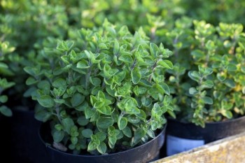 10 Herbs That Regrow10