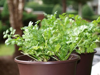 10 Herbs That Regrow3