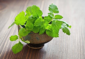 10 Herbs That Regrow4