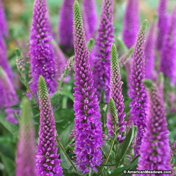 12 Perfect Plants for Small Gardens
