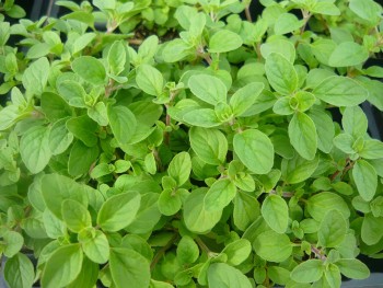 Herbs That Grow In Water - Oregano 