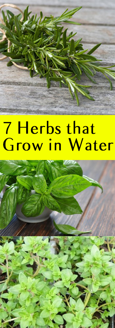 grow-herbs-in-water-how-to-indoors-mason-jars-kitchen-windows