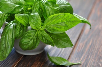 Herbs That Grow In Water - Basil