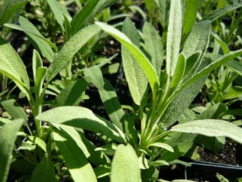 Herbs That Grow In Water - Sage