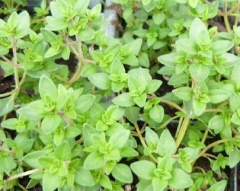 Herbs That Grow In Water - Thyme