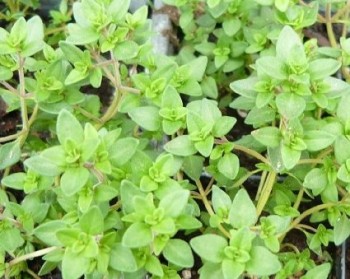 growing thyme in hawaii