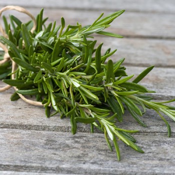 Herbs That Grow In Water - Rosemary