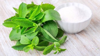 Herbs That Grow In Water - Stevia