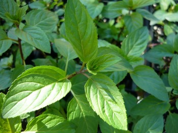 Herbs That Grow In Water - Peppermint