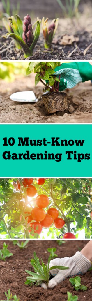 10 Must-Know Gardening Tips 