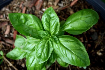 12 Medicinal Plants to Grow at Home