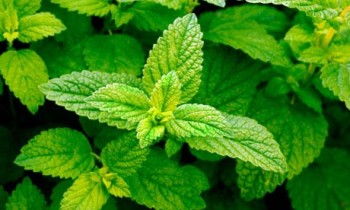 12 Medicinal Plants to Grow at Home4