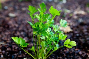 12 Medicinal Plants to Grow at Home5